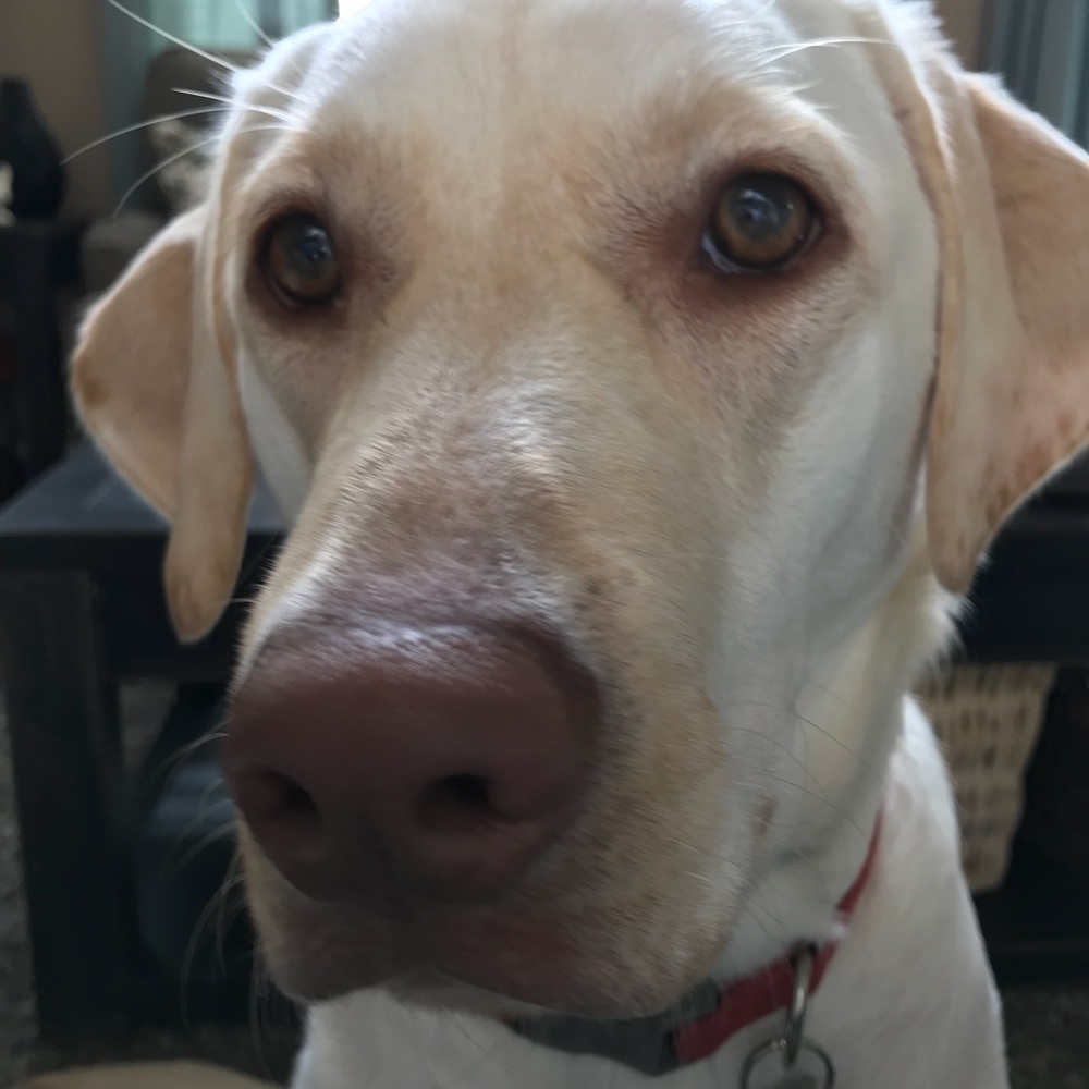 Meet your Posher, Kristen